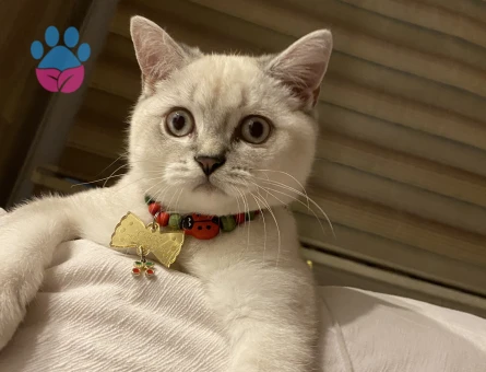 BRİTİSH SHORT HAİR OĞLUMA EŞ ARIYORUZ 😍