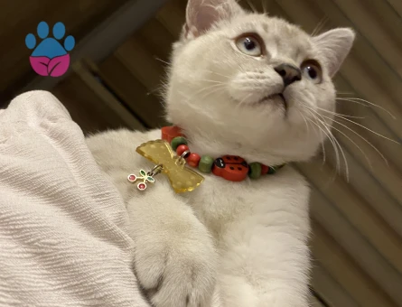 BRİTİSH SHORT HAİR OĞLUMA EŞ ARIYORUZ 😍