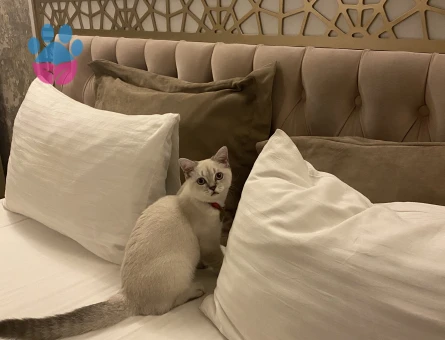 BRİTİSH SHORT HAİR OĞLUMA EŞ ARIYORUZ 😍