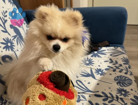 3 kilo Pomeranian Boo oğlumuza ilk eş