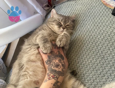 Acil İzmir’den kızgın dişi için erkek arıyorum