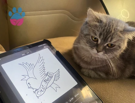 Acil İzmir’den kızgın dişi için erkek arıyorum