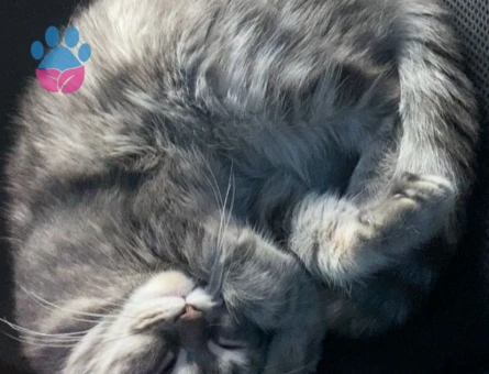 Acil İzmir’den kızgın dişi için erkek arıyorum