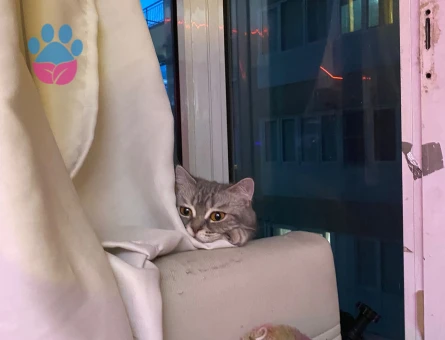 Acil İzmir’den kızgın dişi için erkek arıyorum