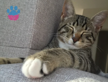 Tekir erkek kedimize eş arıyoruz