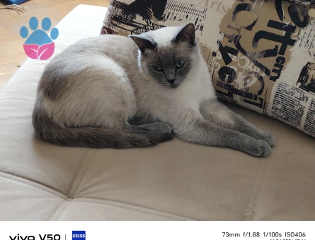 Briitsh Shorthair Kedime Damat Arıyoruz