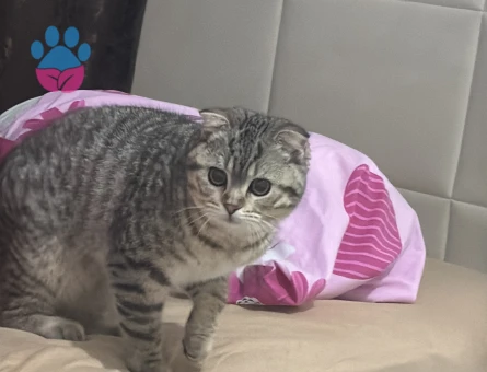 7 Aylık Scotish Dişi Kedi