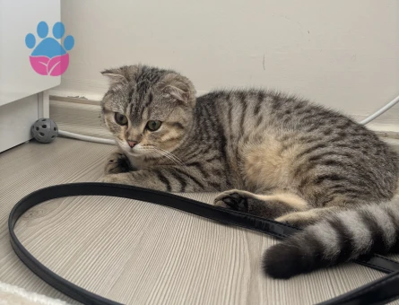 7 Aylık Scotish Dişi Kedi