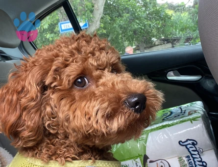 Toy Poddle Tobyme dişi eş arıyorum