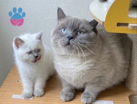 Tecrübeli British Shorthair Oğlumuza Eş Arıyoruz