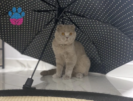 Scottish Fold Oğluşuma Eş Arıyorum