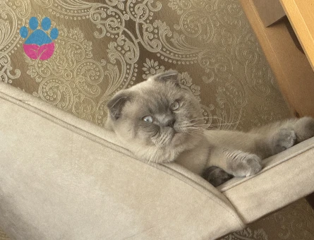 British Shorthair 3 Yaşında Eş Arıyor