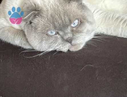 British Shorthair 3 Yaşında Eş Arıyor