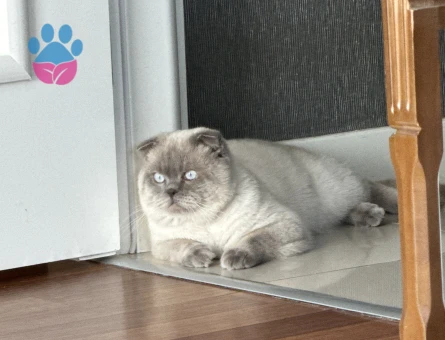 British Shorthair 3 Yaşında Eş Arıyor