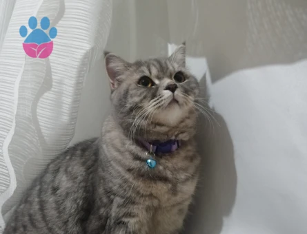 British Shorthair 1,5 Yaşında Eş Arıyor