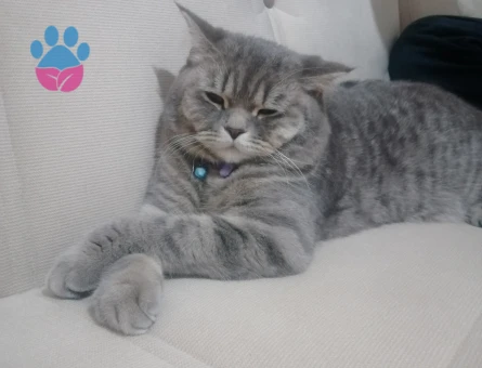 British Shorthair 1,5 Yaşında Eş Arıyor