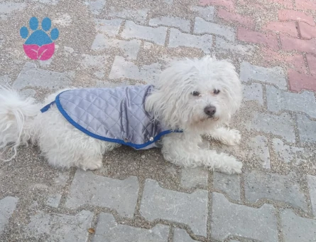 Maltese Terrier 3 Yaşında Oğluma Eş Arıyorum