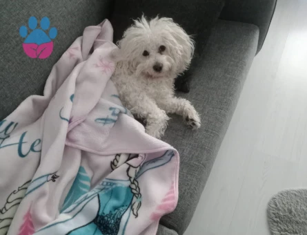 Maltese Terrier 3 Yaşında Oğluma Eş Arıyorum