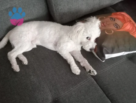 Maltese Terrier 3 Yaşında Oğluma Eş Arıyorum