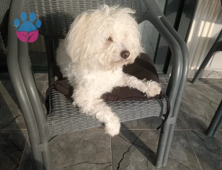 Maltese Terrier 3 Yaşında Oğluma Eş Arıyorum