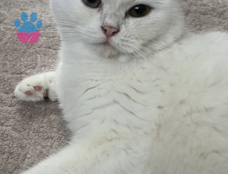 British kızım eş arıyor