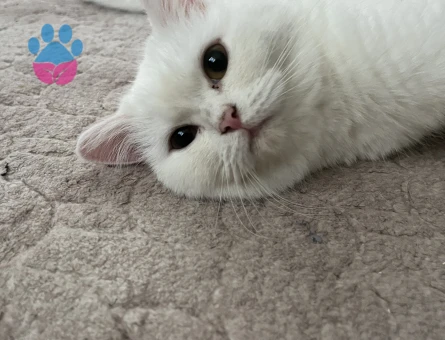 British kızım eş arıyor