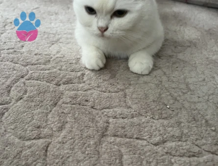 British kızım eş arıyor