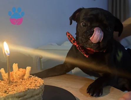 Coopera gelin arıyoruz