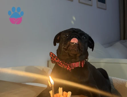 Coopera gelin arıyoruz