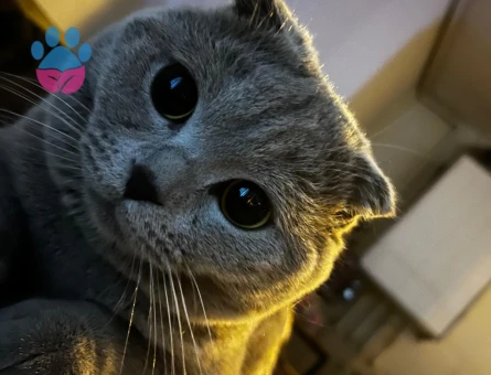 AŞILARI TAM OLAN TATLI KEDİMİZE EŞ ARIYORUZ