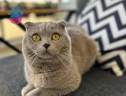 AŞILARI TAM OLAN TATLI KEDİMİZE EŞ ARIYORUZ