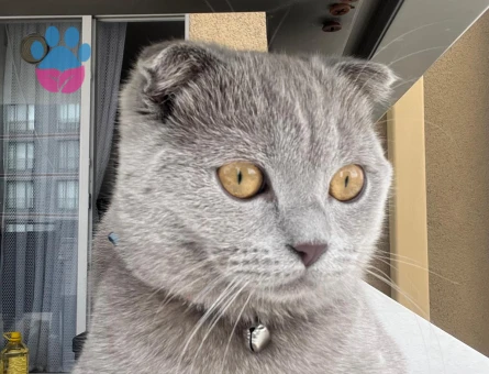 AŞILARI TAM OLAN TATLI KEDİMİZE EŞ ARIYORUZ