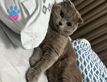 AŞILARI TAM OLAN TATLI KEDİMİZE EŞ ARIYORUZ