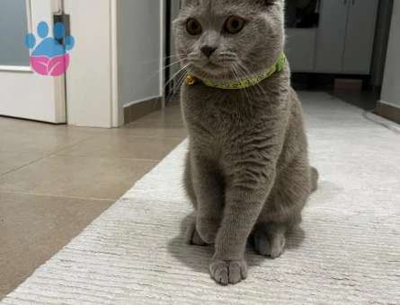 AŞILARI TAM OLAN TATLI KEDİMİZE EŞ ARIYORUZ