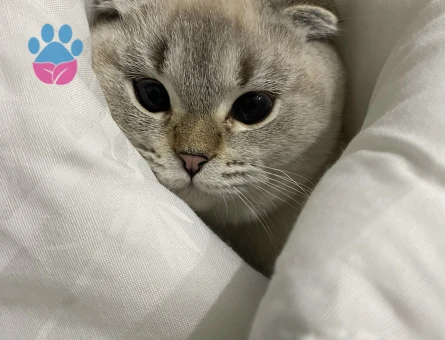 Scottish fold Lia