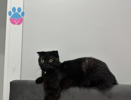 Scottish Fold kızıma eş arıyorumm