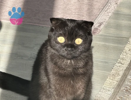Scottish Fold kızıma eş arıyorumm