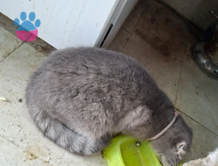 Scottish Fold 1 Yaşında Kedim Eş Arıyor