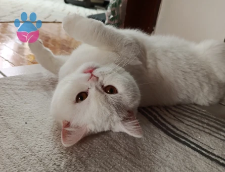 Dişi British Shorthair Kızgınlıkta