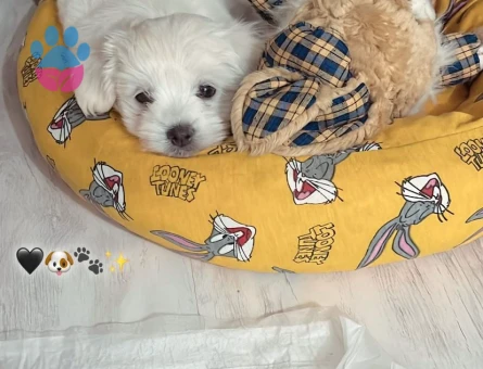 2 Yaşında Maltese Terrier Köpeğime Eş Arıyorum