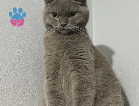 British Shorthair 2 Yaşında Kızgınlıkta