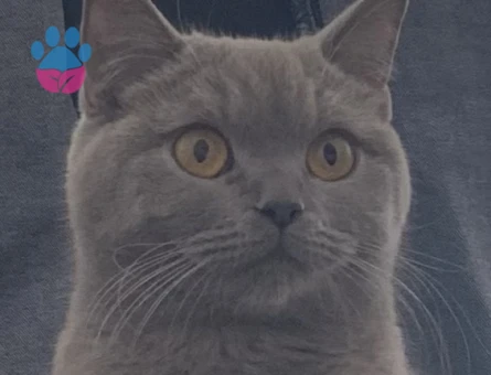 British Shorthair 2 Yaşında Kızgınlıkta