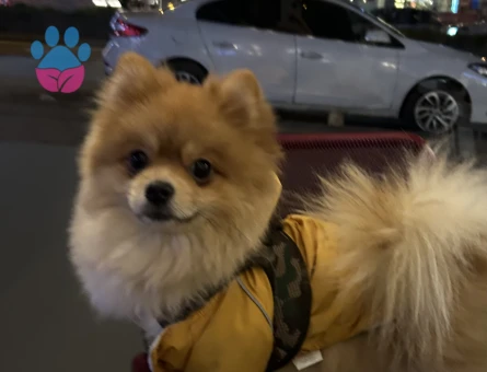 2 Yaşında pomeranian Boo Eş Arıyor