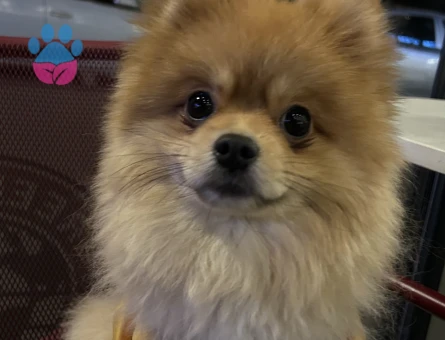 2 Yaşında pomeranian Boo Eş Arıyor