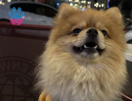 2 Yaşında pomeranian Boo Eş Arıyor