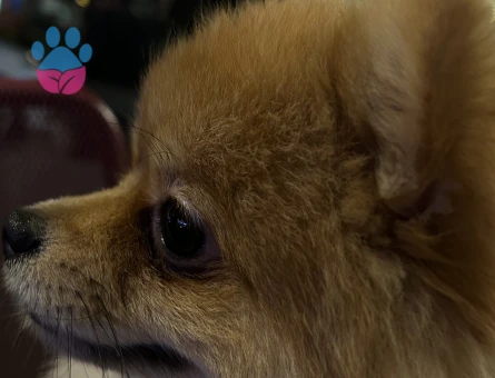 2 Yaşında pomeranian Boo Eş Arıyor