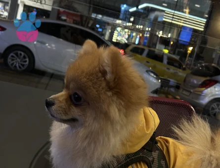 2 Yaşında pomeranian Boo Eş Arıyor