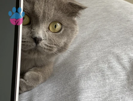 British Kedim Luna'ya Eş Arıyorum