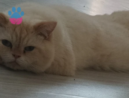 Erkek kedıme eş arıyorum.