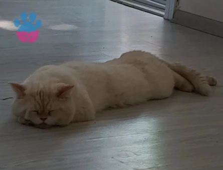 Erkek kedıme eş arıyorum.